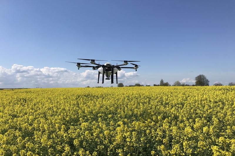 Agricultural drone flying over a flowering yellow canola crop