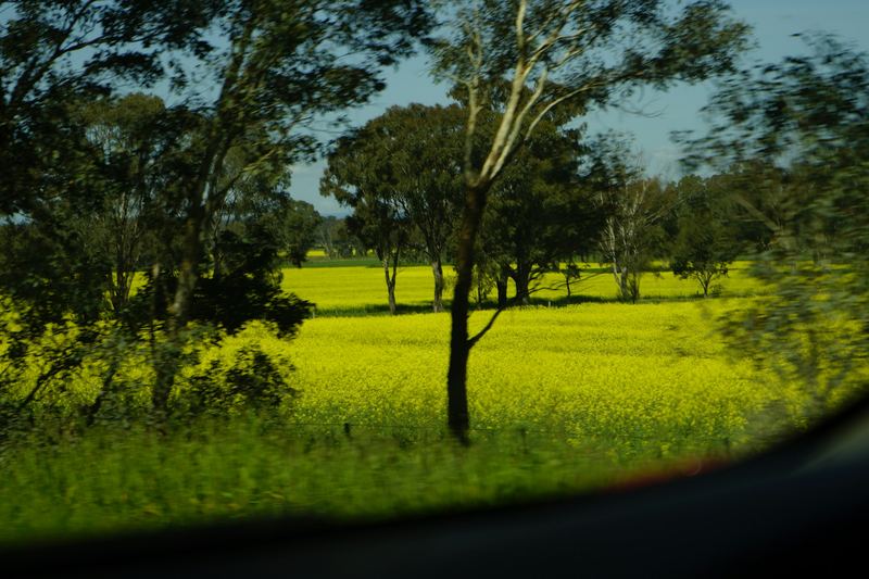 Bright yellow flowering canola crop with scattered trees